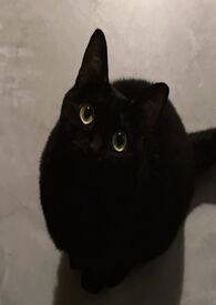 休了盟主前夫后