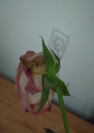 罪爱
