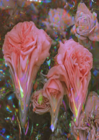 霸道德牧：三花娇妻哪里逃